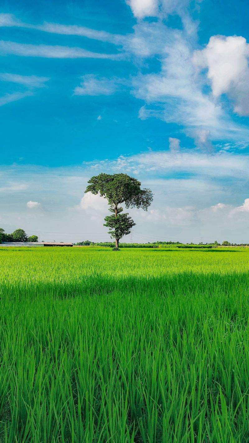 Mantenimiento de maquinaria agrícola